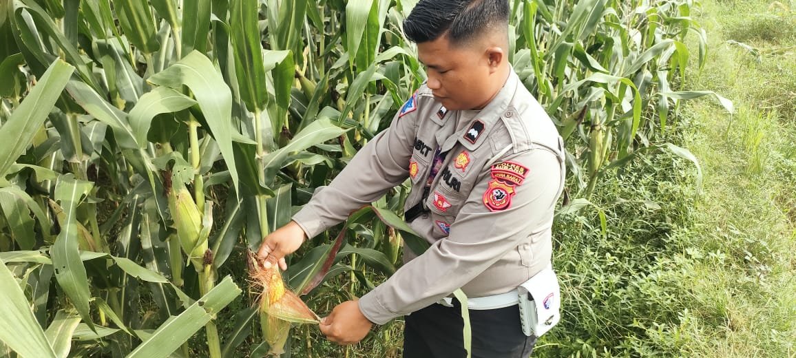 Polsek Jajaran Polres Subang Tinjau Lahan Pertanian Jagung untuk Dukung Swasembada Pangan NasionalMinggu, 14 Juni 2026