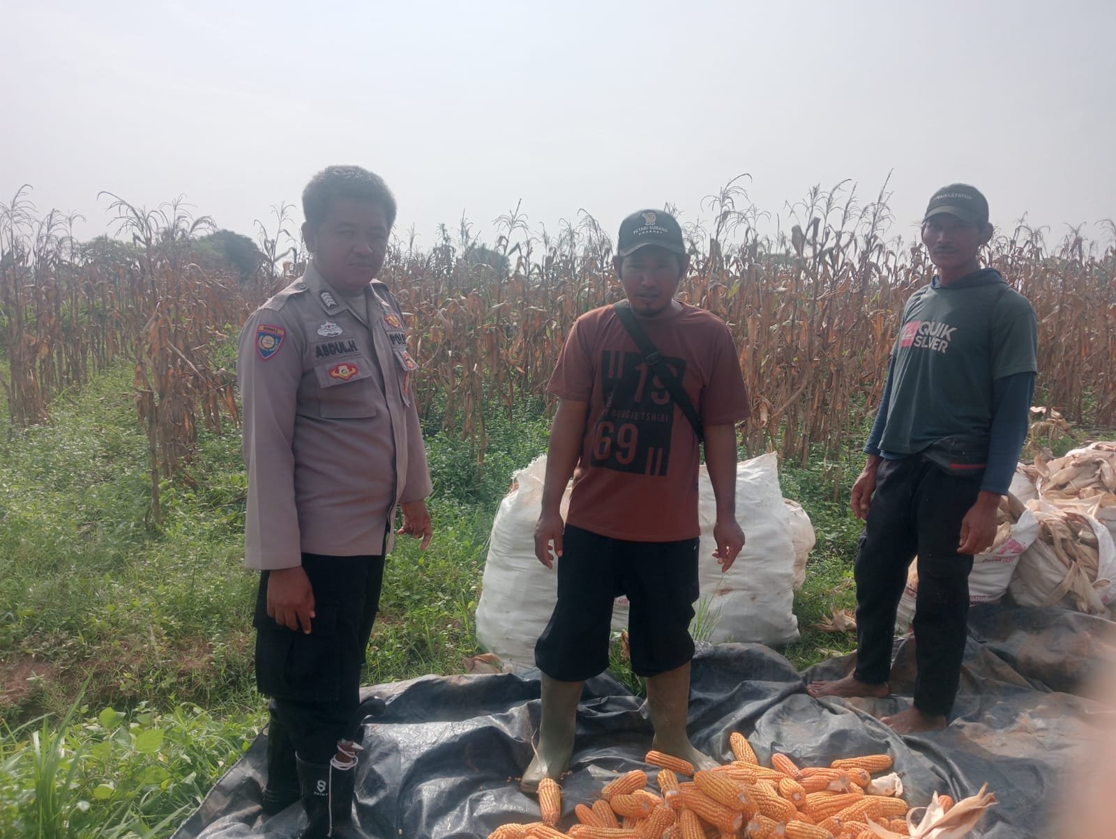 Anggota Polsek Jajaran Polres Subang Ikut Panen di Desa Binaan, Dukung Ketahanan Pangan Nasional