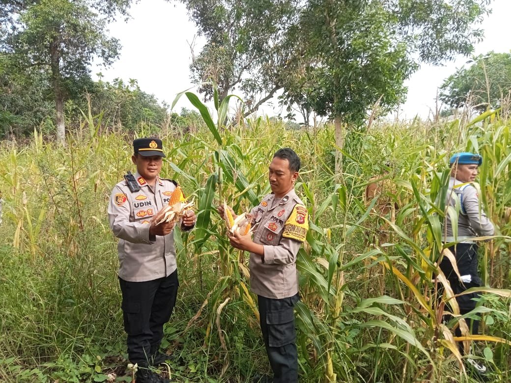 Polsek Pamanukan Tinjau Lahan Jagung di Desa Binaan, Dukung Swasembada dan Ketahanan Pangan Nasional