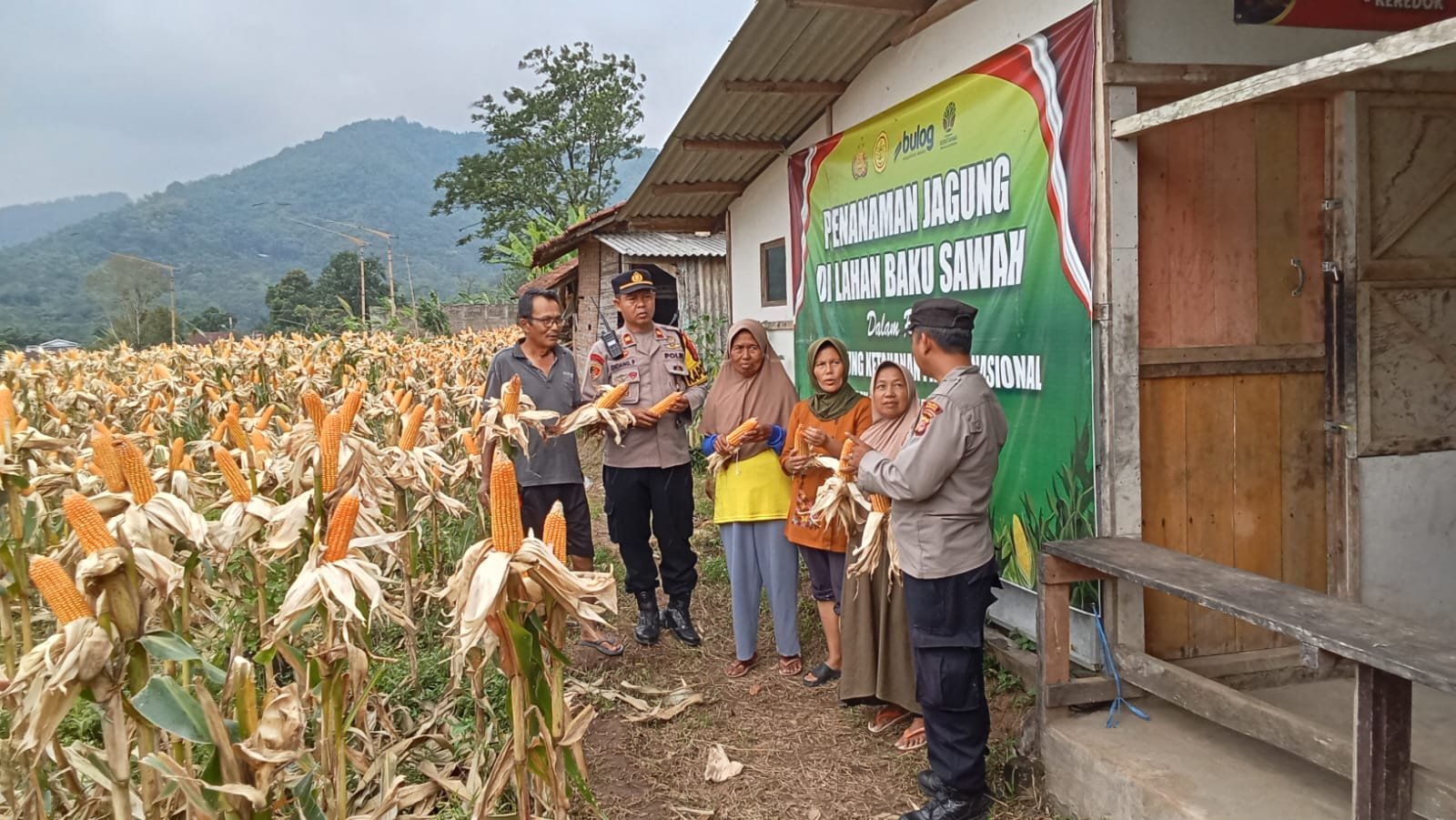 Personel Polsek Jajaran Polres Subang Tinjau Lahan Jagung, Dukung Swasembada Pangan dan Perkuat Ketahanan Pangan Nasional