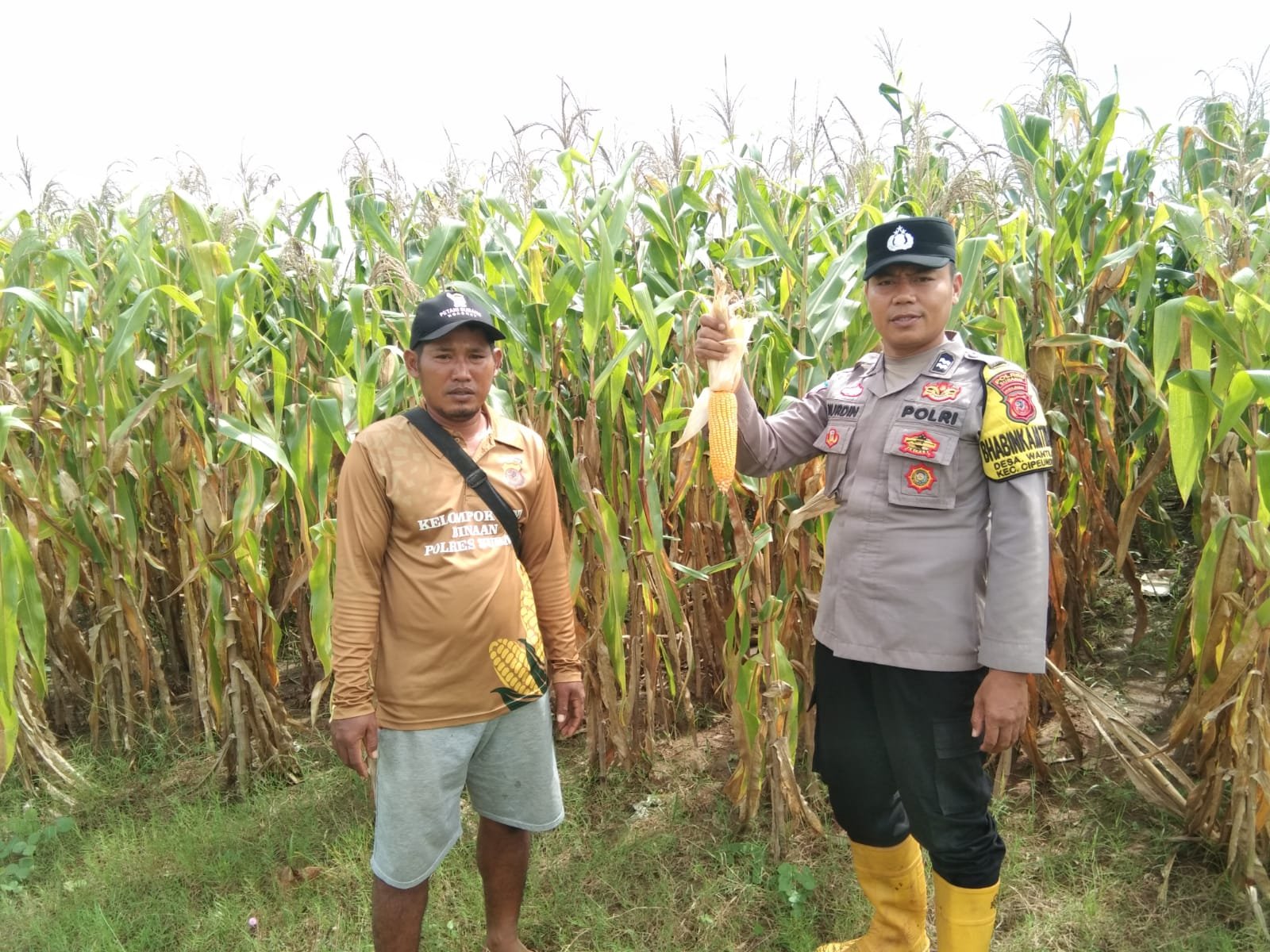 Bhabinkamtibmas Polsek Cipeundeuy Tinjau Lahan Jagung di Desa Binaan, Dukung Ketahanan Pangan Nasional