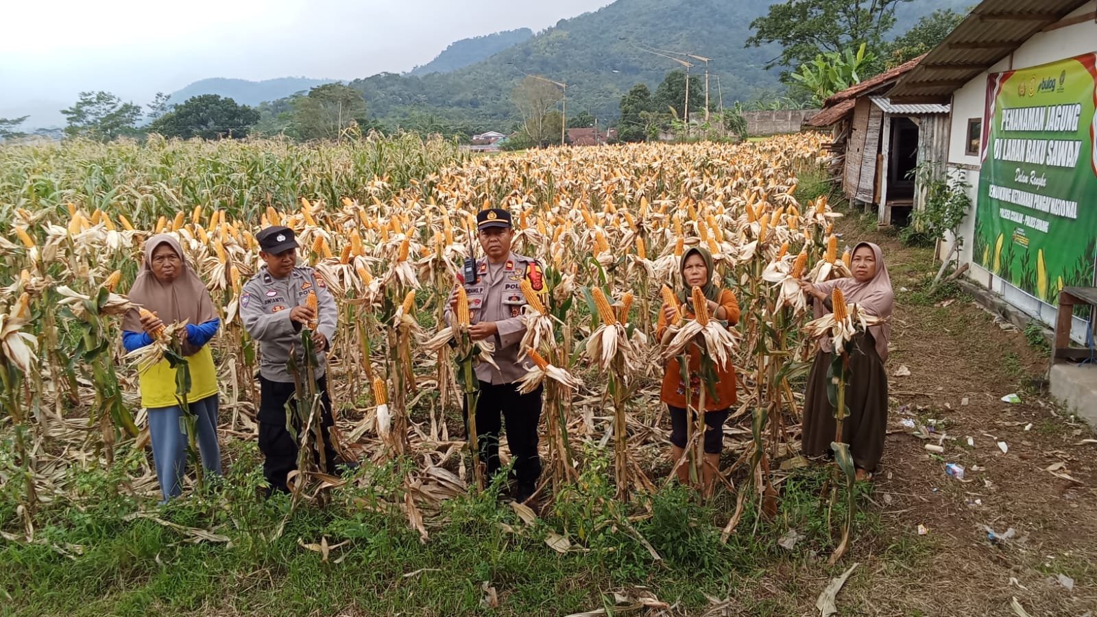 Kapolsek Cisalak Polres Subang Pimpin Panen di Desa Binaan, Dukung Swasembada dan Ketahanan Pangan Nasional