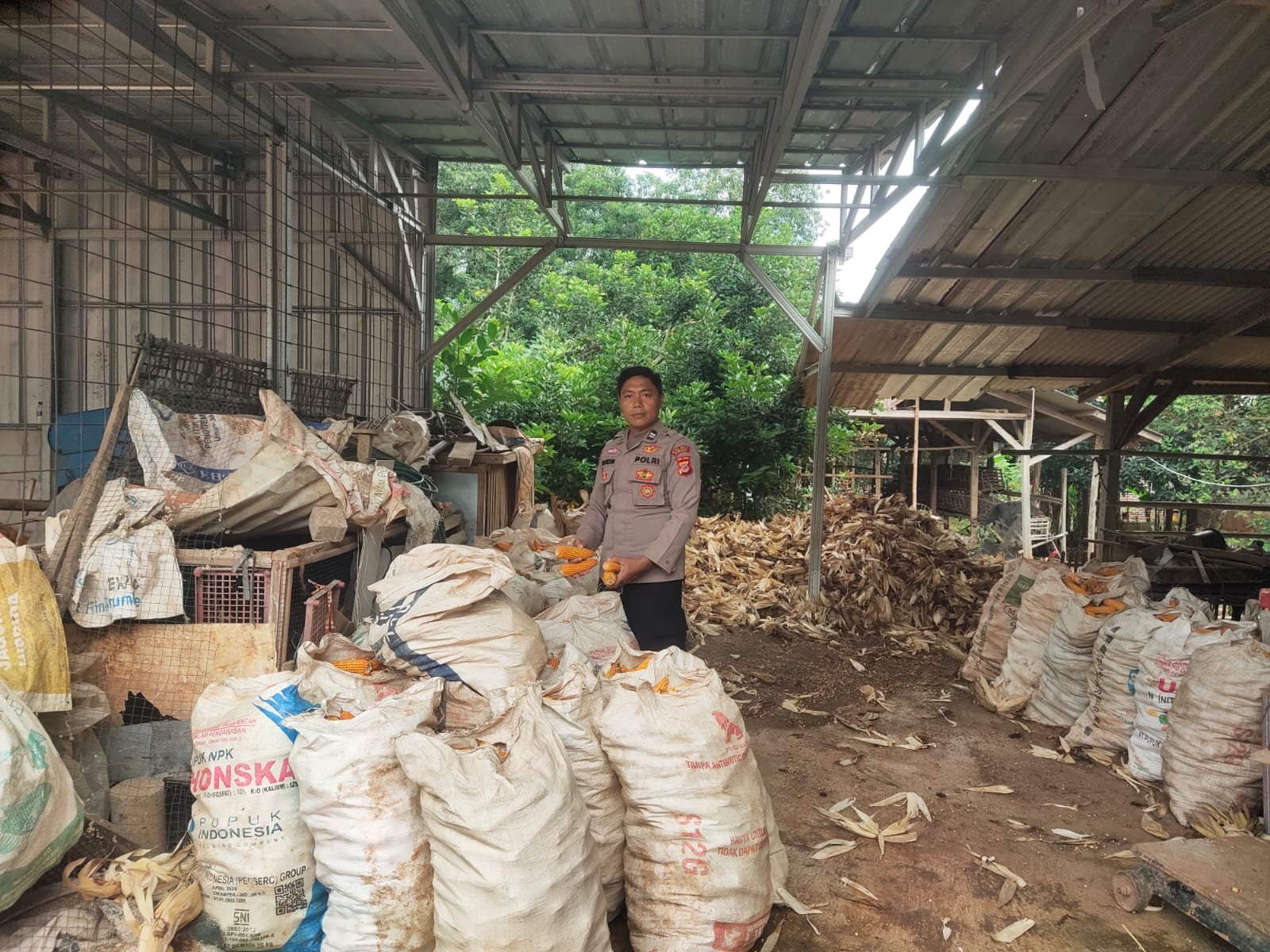 Polsek Cipeundeuy Polres Subang Laksanakan Panen dan Pemipilan Jagung untuk Dukung Ketahanan Pangan Polri